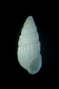 Chrysallida&nbsp;dentata